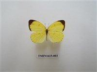 藏品(黃蝶)的圖片